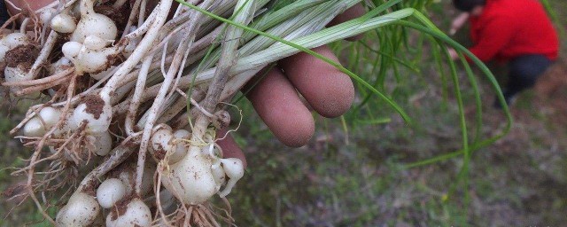 小根菜的保存方法 小根菜是什麼植物