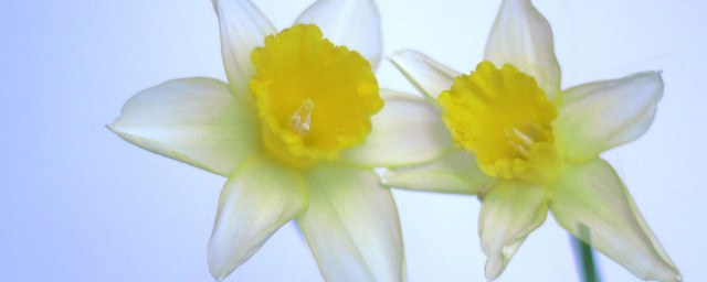 秋季水仙花怎樣養殖 水仙花怎麼養殖