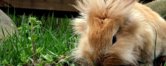 獅子頭兔的壽命 獅子頭兔的壽命多長