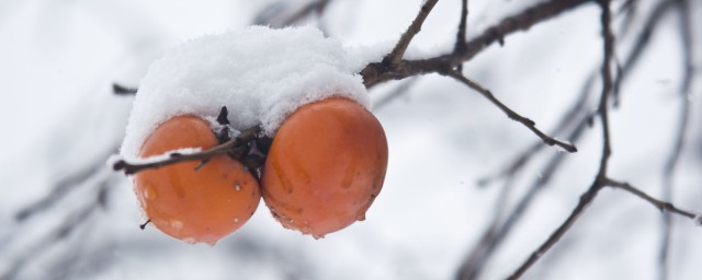 雪柿產地 雪柿子的原產地是哪裡