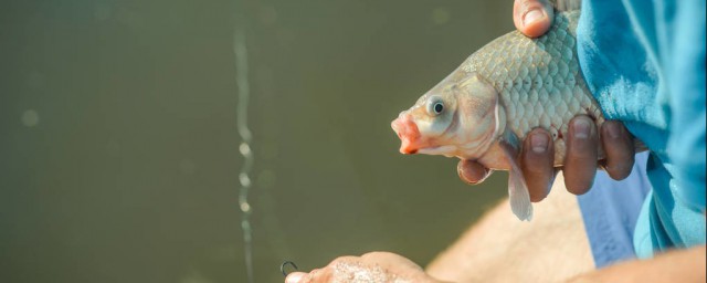 生雞肝能釣鯽魚嗎 冬釣鯽魚雞肝餌料配方