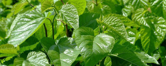 桑樹根皮的功效與作用 桑樹根皮有什麼好處