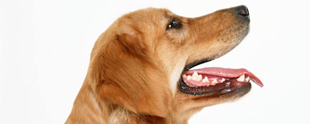 狗狗舌頭有倒刺嗎 怎麼樣才會舔人