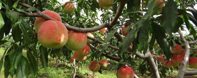 桃子樹可以嫁接葡萄 不是一個科目