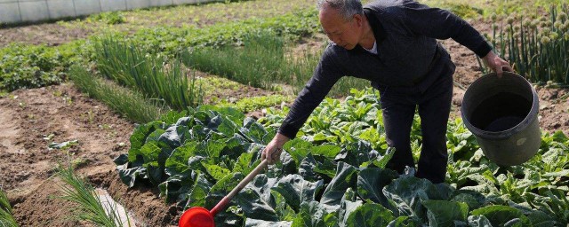 菜地能用除草劑嗎 使用除草劑註意事項