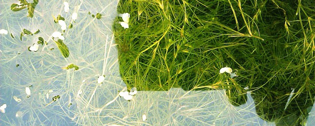 養水草的正確方法 如何養水草