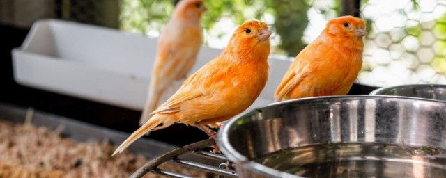 養鳥方法 如何養鳥