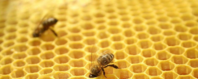 糖尿病吃蜂膠有害處嗎 有什麼作用