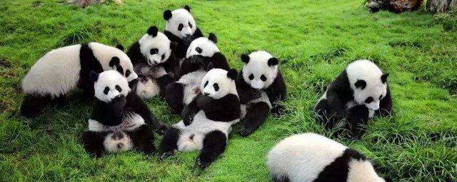 熊貓的特點是什麼 大概有多重
