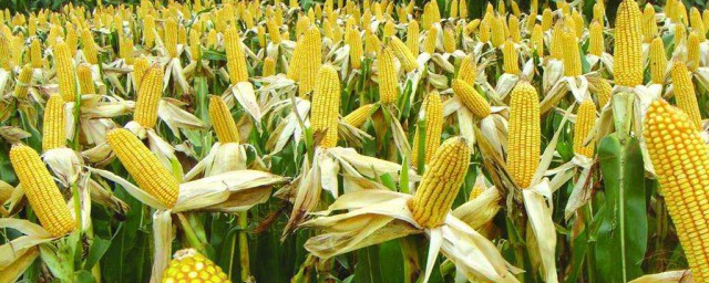 玉米如何高產 玉米高產栽培