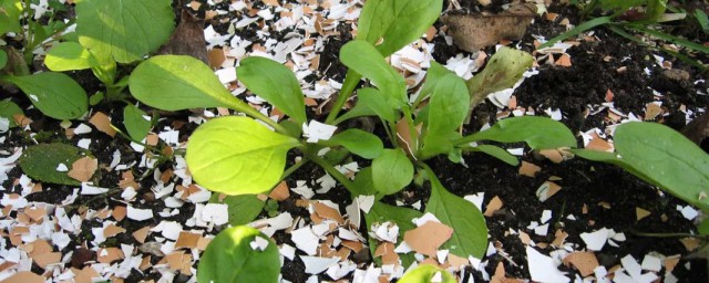 雞蛋殼怎麼養花 學會這一招葉子油綠又茂盛