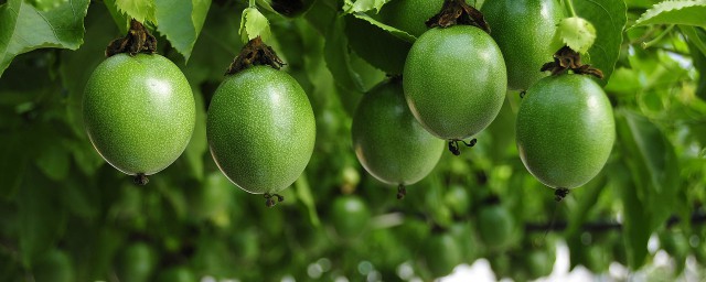 百香果施什麼肥好 百香果用什麼肥料最好