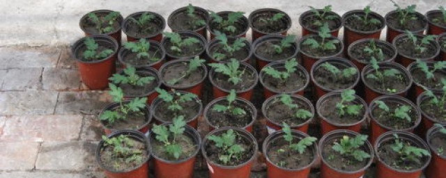 柿子籽怎麼種小盆栽 教你種植