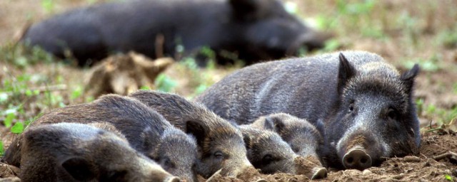 野豬是幾級保護動物 你都瞭解嗎