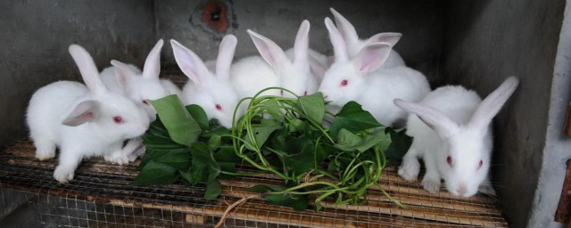 兔子的養殖技術及方法 兔子養殖技術教程