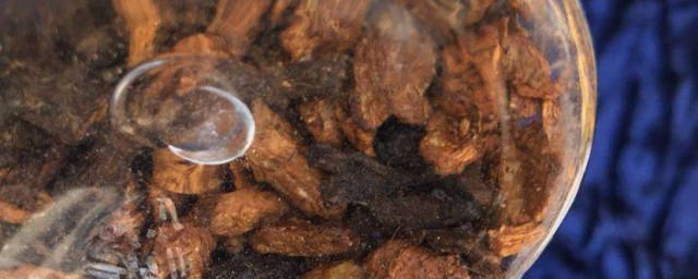 蒲公英菊苣根茶有什麼作用 蒲公英菊苣根茶四大妙用