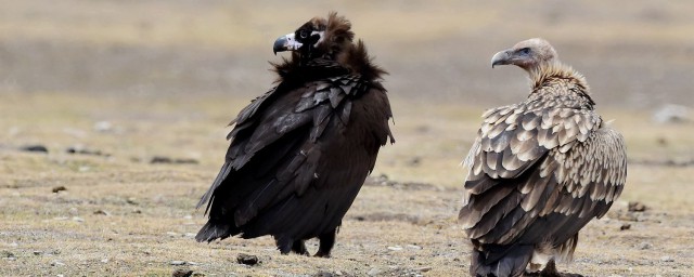 兀鷲和禿鷲的區別 禿鷲和兀鷲之間有什麼區別