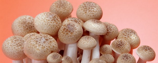 蘑菇的營養價值及功效 蘑菇功效是什麼