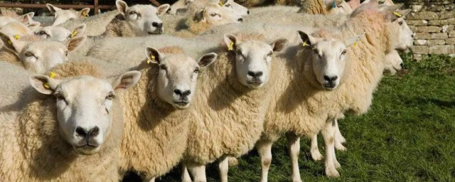 養羊的好處 關於羊的簡介