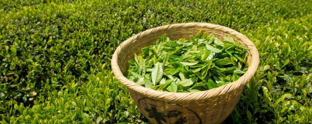 綠茶種子儲藏方法 關於保鮮綠茶的方法