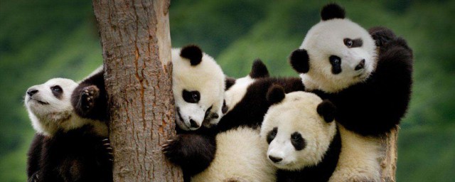 中國有多少隻大熊貓 中國目前一共有多少隻大熊貓