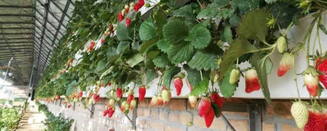 草莓的種植技術 一起來看一下吧