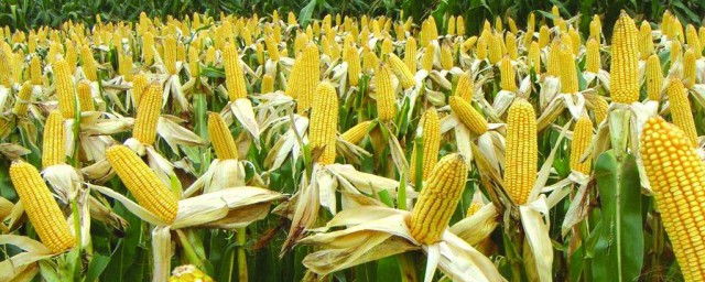 種玉米用什麼肥料 快來學習一下