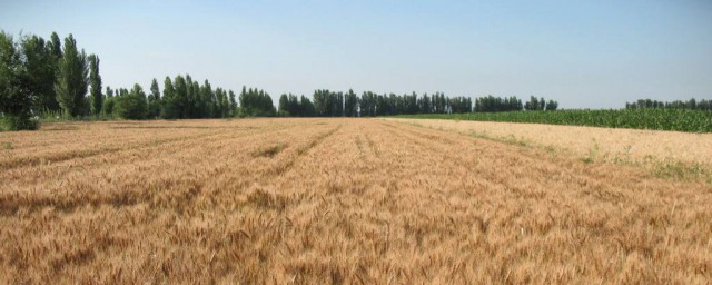 小麥什麼時候播種 不同品種不同時間