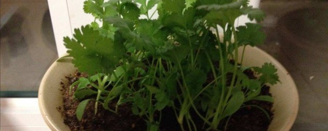 香菜盆栽種植方法 你學會瞭嗎