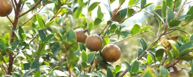 油茶樹種植技術 教你幾個小妙招