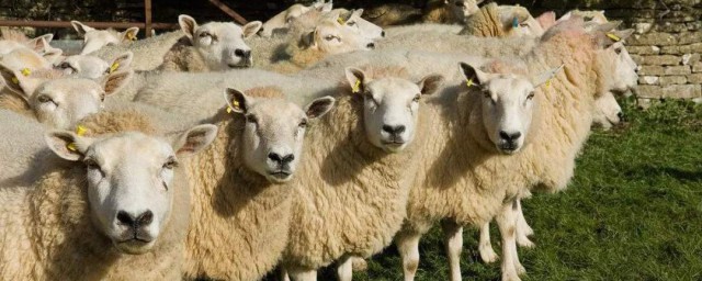 養羊種什麼牧草好 以南方為例
