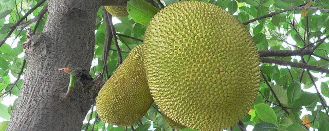 菠蘿蜜種植技術 你都知道嗎