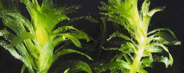 輪葉黑藻種植技術 牢記這幾個重點
