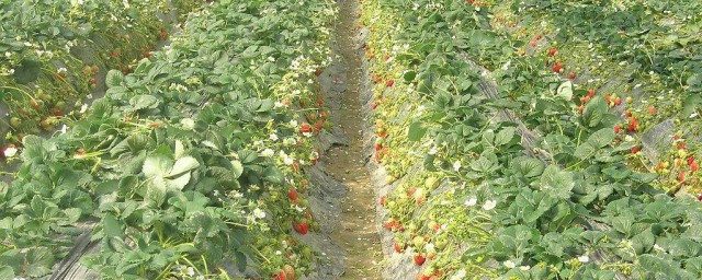 大棚草莓幾月份種植 給大傢介紹一下
