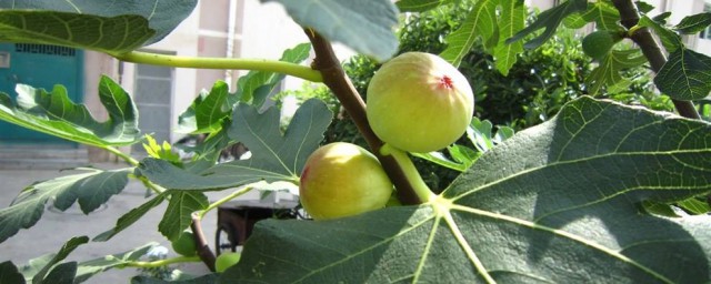 無花果樹怎樣過冬 需要註意這三點