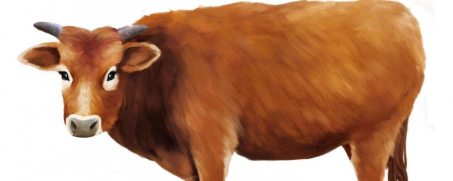屠宰廠怎樣殺牛 喜歡吃牛肉的你知道嗎