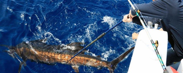 海釣石斑魚技巧 海釣怎麼釣石斑魚
