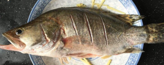 釣桂魚用什麼餌料 釣桂魚通常用什麼餌料