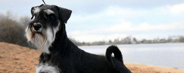 雪納瑞犬的壽命 雪納瑞犬的壽命多長