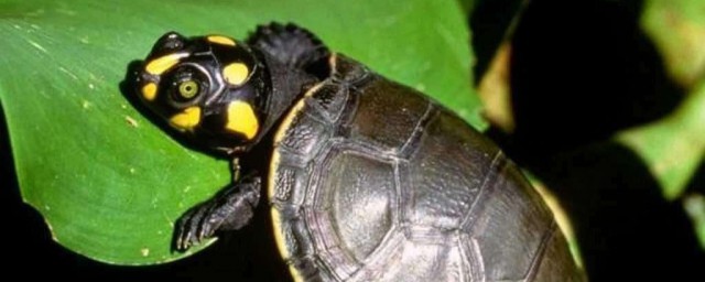 潘氏閉殼龜的壽命 聽說還是一個快滅絕的動物
