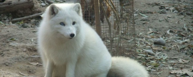 白狐貍有靈性嗎 夢見白狐貍代表什麼