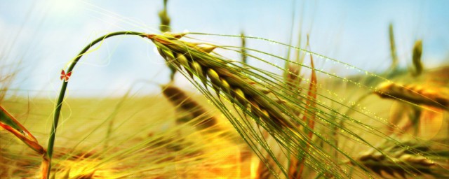 小麥什麼時間澆冬水 關鍵是抓適時