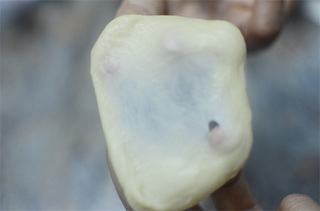 奶香小面包