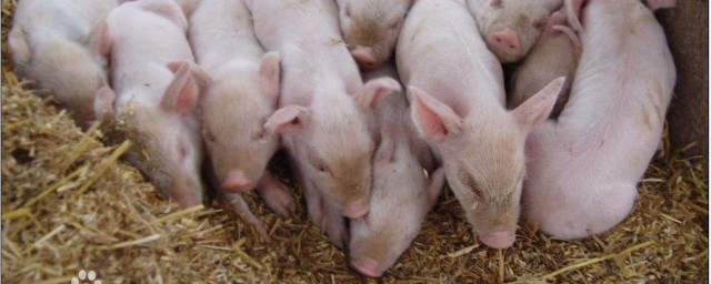 100斤的豬一天吃多少斤飼料 豬一天吃多少斤飼料