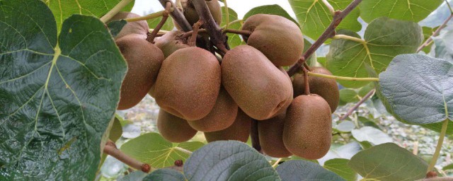 獼猴桃用什麼肥料好 你瞭解嗎