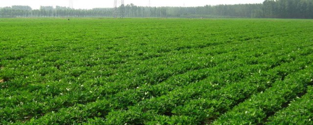 種花生用什麼肥料好 該怎麼種植