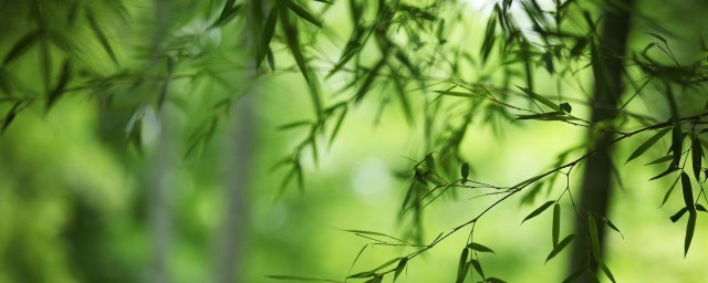 竹子扦插繁殖方法 竹子繁殖方法有多少種
