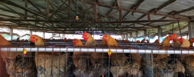 雞舍通風技巧 如何控制好養雞場的雞舍內通風量