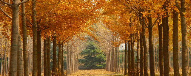 濟南黃河銀杏林地址 看看秋天的美景