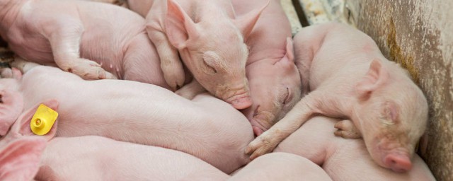 公豬和母豬怎樣區分 公豬與母豬的生理區別是什麼